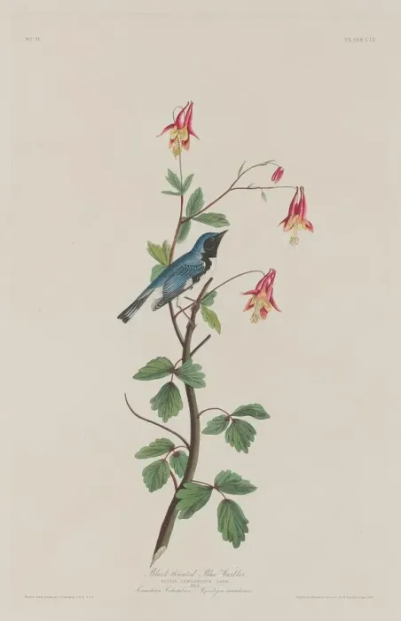 Framed Print : Black-throated Blue Warbler, 1832. Creator: Robert Havell Framed Print : Black-throated Blue Warbler, 1832. Creator: Robert Havell