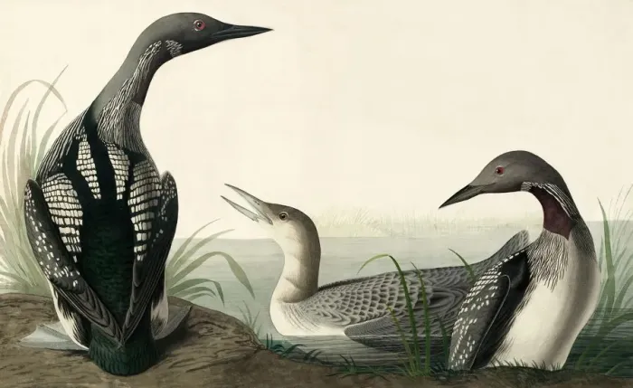 Framed Print : Black-throated Diver, Colymbus Arcticus, 1845 Framed Print : Black-throated Diver, Colymbus Arcticus, 1845