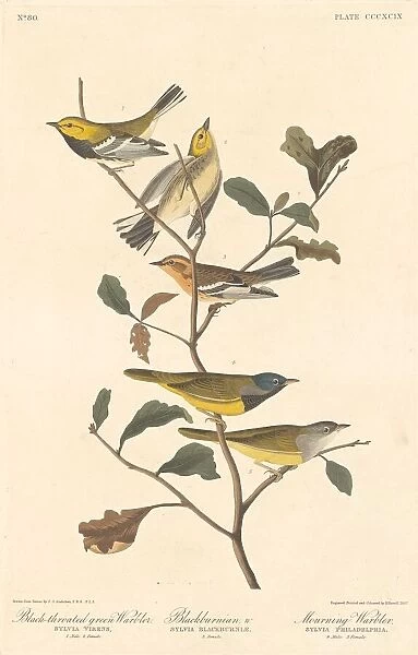Black-throated Green Warbler, Blackburnian Warbler and Mourning Warbler, 1837