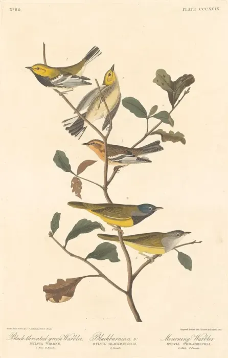 Framed Print : Black-throated Green Warbler, Blackburnian Warbler and Mourning Warbler, 1837 Framed Print : Black-throated Green Warbler, Blackburnian Warbler and Mourning Warbler, 1837