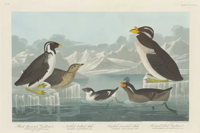 Framed Print : Black-throated Guillemot, Nobbed-billed Auk, Curled-Crested Auk and Horned-billed Framed Print : Black-throated Guillemot, Nobbed-billed Auk, Curled-Crested Auk and Horned-billed
