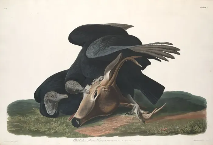 Framed Print : Black Vulture, 1831. Creator: Robert Havell Framed Print : Black Vulture, 1831. Creator: Robert Havell