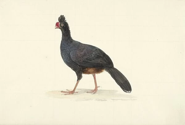 Black walking bird with short thick red beak, 1763-1824. Creator: Circle of François Le Vaillant