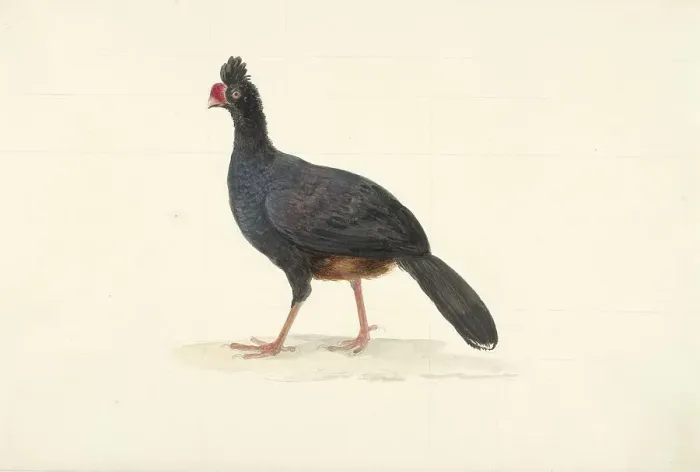 Framed Print : Black walking bird with short thick red beak, 1763-1824. Creator: Circle of François Le Vaillant Framed Print : Black walking bird with short thick red beak, 1763-1824. Creator: Circle of François Le Vaillant