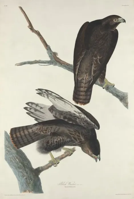 Framed Print : Black Warrior, 1830. Creator: Robert Havell Framed Print : Black Warrior, 1830. Creator: Robert Havell