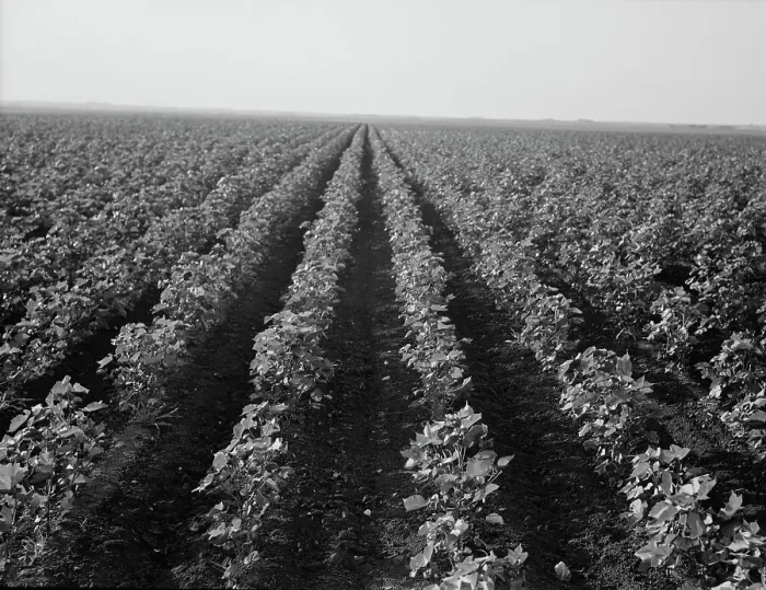 Framed Print : The Black Wax area of Texas, near Georgetown, Texas, 1938. Creator: Dorothea Lange Framed Print : The Black Wax area of Texas, near Georgetown, Texas, 1938. Creator: Dorothea Lange