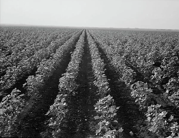 The Black Wax area of Texas, near Georgetown, Texas, 1938. Creator: Dorothea Lange