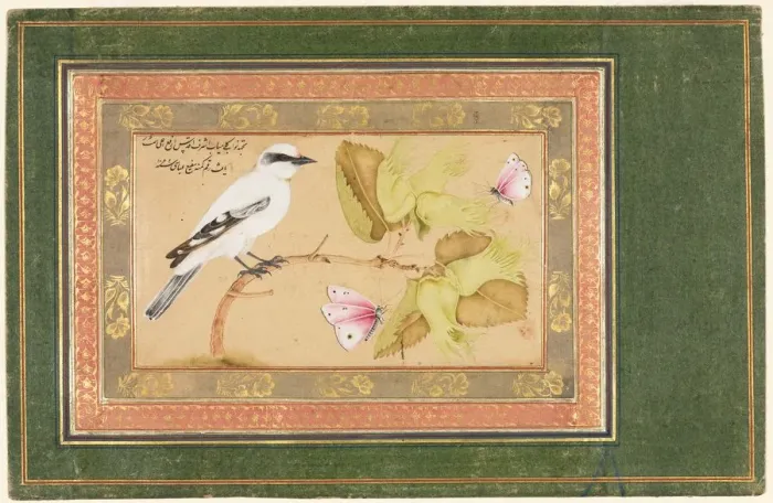 Framed Print : Black and White Bird Perched on a Shrub, 1651-1652. Creator: Shafi Abbasi (Iranian) Framed Print : Black and White Bird Perched on a Shrub, 1651-1652. Creator: Shafi Abbasi (Iranian)