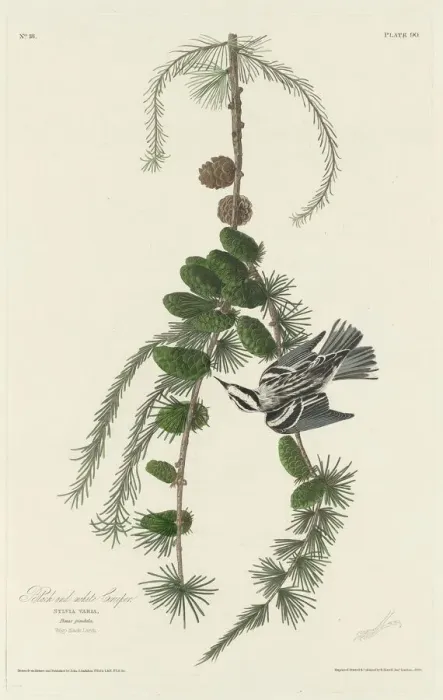 Framed Print : Black and White Creeper, 1830. Creator: Robert Havell Framed Print : Black and White Creeper, 1830. Creator: Robert Havell