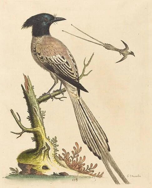The Black and White Crested Bird of Paradise, published 1743. Creator: George Edwards