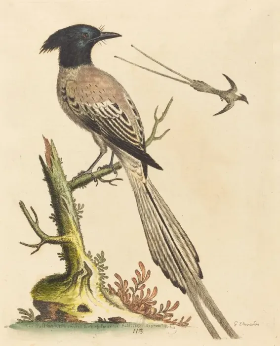 Framed Print : The Black and White Crested Bird of Paradise, published 1743. Creator: George Edwards Framed Print : The Black and White Crested Bird of Paradise, published 1743. Creator: George Edwards