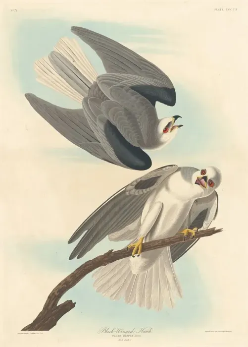 Framed Print : Black-winged Hawk, 1837. Creator: Robert Havell Framed Print : Black-winged Hawk, 1837. Creator: Robert Havell