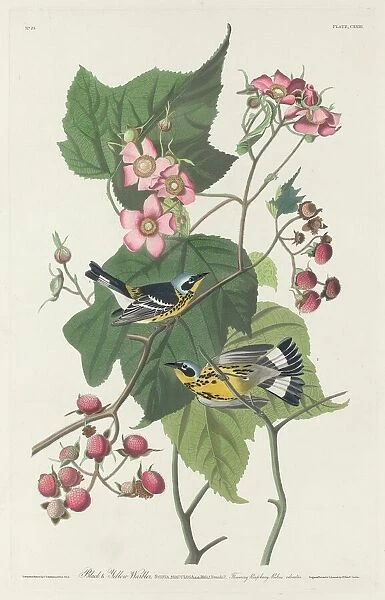 Black and Yellow Warbler, 1831. Creator: Robert Havell