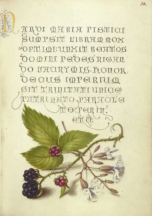 Framed Print : Blackberry and Nottingham Catchfly, 1561-1562; illumination added 1591-1596. Creator: Joris Hoefnagel Framed Print : Blackberry and Nottingham Catchfly, 1561-1562; illumination added 1591-1596. Creator: Joris Hoefnagel
