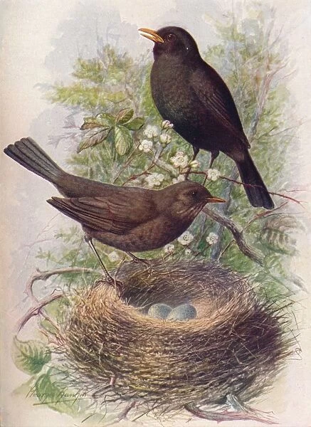 Blackbird - Tur dus mer ula, c1910, (1910). Artist: George James Rankin