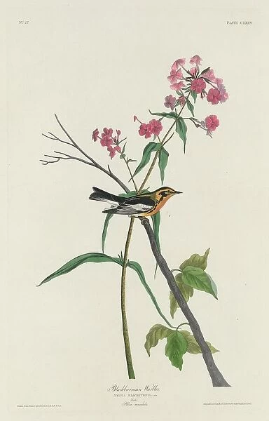 Blackburnian Warbler, 1832. Creator: Robert Havell