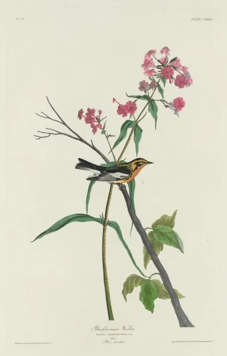 Framed Print : Blackburnian Warbler, 1832. Creator: Robert Havell Framed Print : Blackburnian Warbler, 1832. Creator: Robert Havell