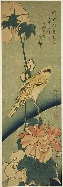 Blacked-naped oriole on hibiscus, mid-1830s. Creator: Ando Hiroshige