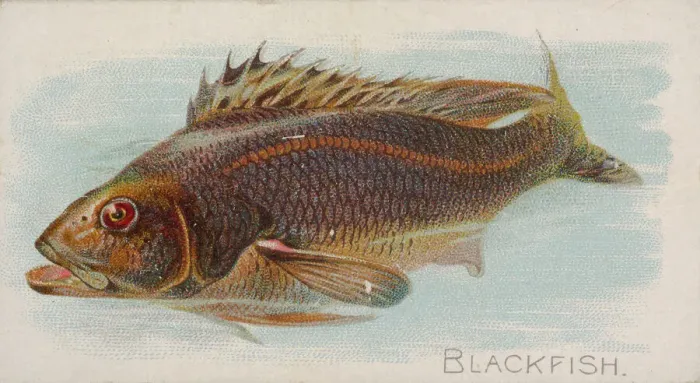 Framed Print : Blackfish, from the Fish from American Waters series (N8) for Allen & Framed Print : Blackfish, from the Fish from American Waters series (N8) for Allen &