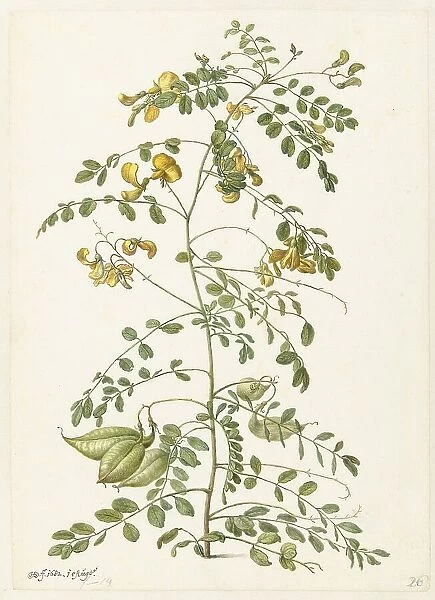 Bladder bush (Colutea arborescens), 1682. Creator: Herman Saftleven the Younger