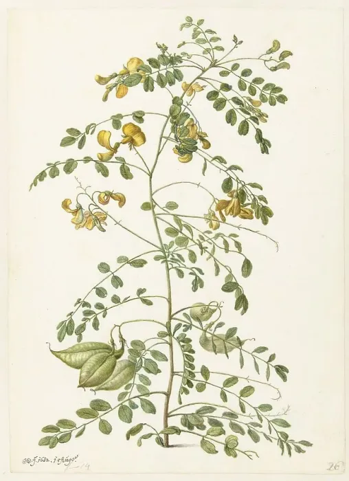 Framed Print : Bladder bush (Colutea arborescens), 1682. Creator: Herman Saftleven the Younger Framed Print : Bladder bush (Colutea arborescens), 1682. Creator: Herman Saftleven the Younger