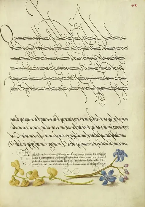 Framed Print : Bladder Senna and Alpine Squill; Mira calligraphiae monumenta, 1561-2; illumination added 1591-6. Creator: Joris Hoefnagel Framed Print : Bladder Senna and Alpine Squill; Mira calligraphiae monumenta, 1561-2; illumination added 1591-6. Creator: Joris Hoefnagel