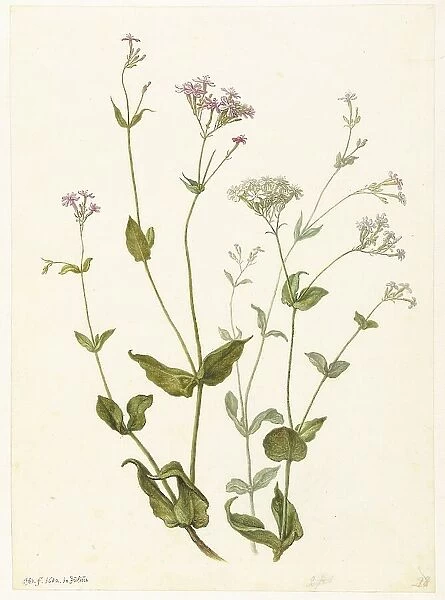 Bladder Senna and Sticky Catchfly, 1682. Creator: Herman Saftleven the Younger