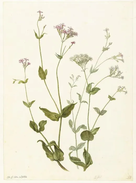 Framed Print : Bladder Senna and Sticky Catchfly, 1682. Creator: Herman Saftleven the Younger