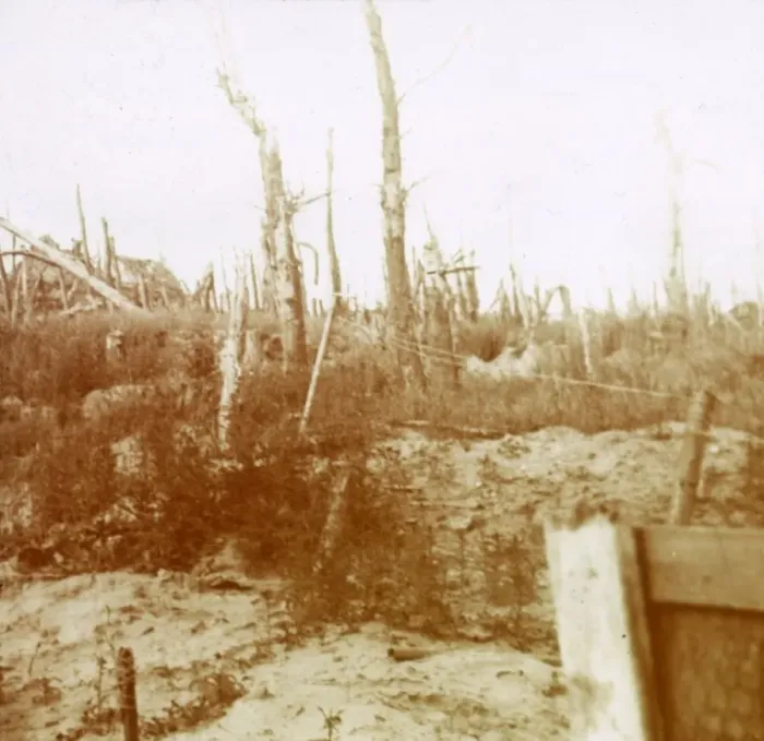 Framed Print : Blasted wood, Nieuwpoort, Flanders, Belgium, c1914-c1918 Framed Print : Blasted wood, Nieuwpoort, Flanders, Belgium, c1914-c1918
