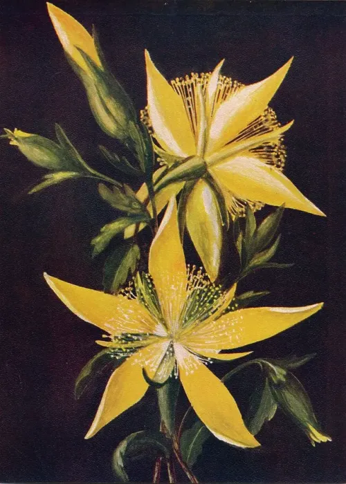Framed Print : Blazing Star, c1915, (1915). Artist: Emma Graham Clock Framed Print : Blazing Star, c1915, (1915). Artist: Emma Graham Clock