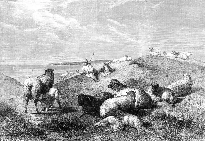 Framed Print : The Blessings of a Shepherd's Life by H. B. Willis, in the Gallery of the British... 1862. Creator: Mason Jackson. The Blessings of a Shepherd's Life by H. B. Willis, in the Gallery of the British... 1862. Creator: Mason Jackson Framed Print : The Blessings of a Shepherd's Life by H. B. Willis, in the Gallery of the British... 1862. Creator: Mason Jackson. The Blessings of a Shepherd's Life by H. B. Willis, in the Gallery of the British... 1862. Creator: Mason Jackson
