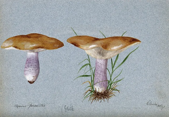 Framed Print : Blewit fungus (Lepista saeva): two fruiting bodies, 1897. Creator: Unknown Framed Print : Blewit fungus (Lepista saeva): two fruiting bodies, 1897. Creator: Unknown