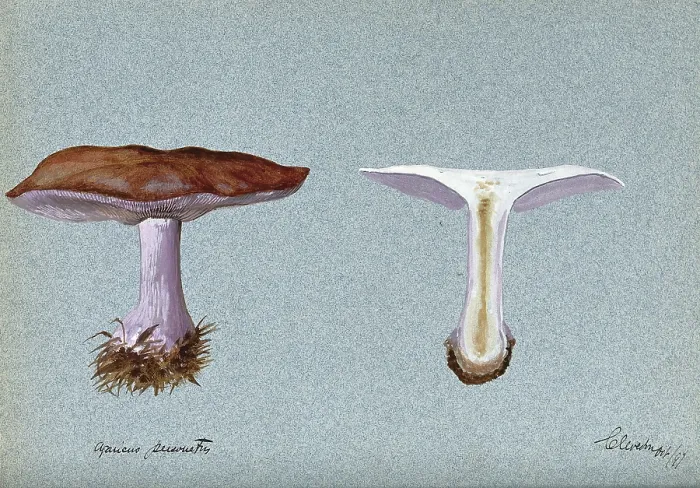 Framed Print : Blewit fungus (Lepista saeva): two fruiting bodies, one sectioned, 1897. Creator: Unknown Framed Print : Blewit fungus (Lepista saeva): two fruiting bodies, one sectioned, 1897. Creator: Unknown