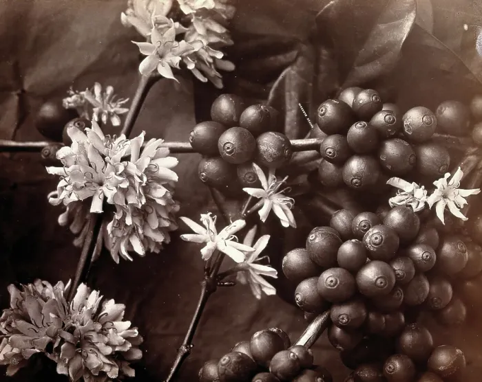 Framed Print : The blossom and fruit of a coffee tree (Coffea arabica), c1860s. Creator: Unknown Framed Print : The blossom and fruit of a coffee tree (Coffea arabica), c1860s. Creator: Unknown