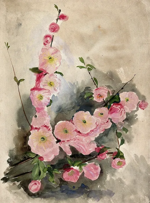 Framed Print : Blossom of an ornamental cherry (Prunus species), c19th century. Creator: Unknown Framed Print : Blossom of an ornamental cherry (Prunus species), c19th century. Creator: Unknown