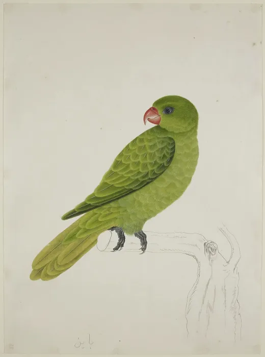 Framed Print : Blue-Backed Parrot, c1824. Creator: J Briois Framed Print : Blue-Backed Parrot, c1824. Creator: J Briois