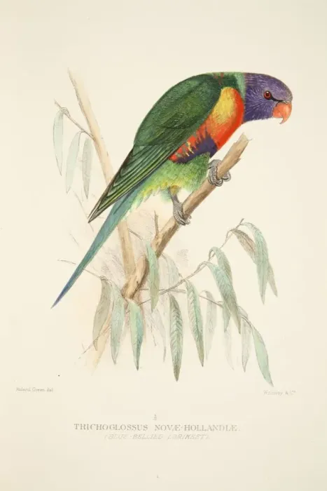 Framed Print : Blue Bellied Lorikeet, pub. 1916 (hand coloured engraving). Creator: Roland Green (1896 - 1972) Framed Print : Blue Bellied Lorikeet, pub. 1916 (hand coloured engraving). Creator: Roland Green (1896 - 1972)
