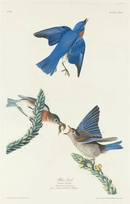 Framed Print : Blue-Bird, 1831. Creator: Robert Havell Framed Print : Blue-Bird, 1831. Creator: Robert Havell