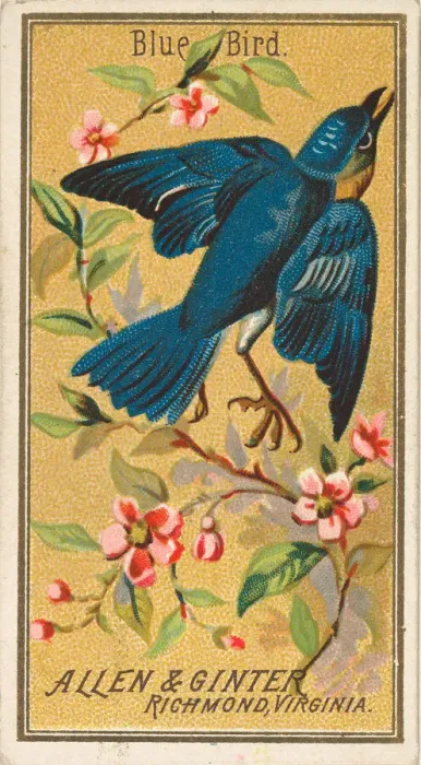 Framed Print : Blue Bird, from the Birds of America series (N4) for Allen & Ginter Cigarettes Brands Framed Print : Blue Bird, from the Birds of America series (N4) for Allen & Ginter Cigarettes Brands