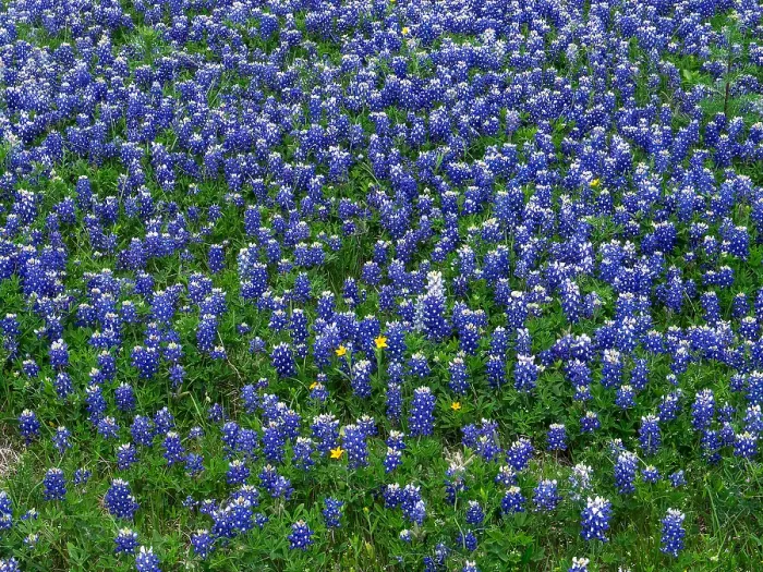 Framed Print : Blue Bonnets. Creator: Tom Artin Framed Print : Blue Bonnets. Creator: Tom Artin
