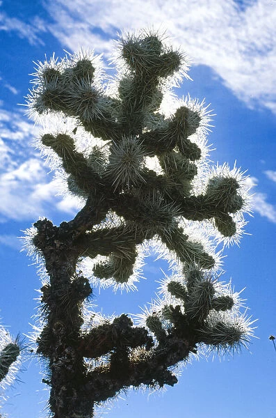Blue Cactus. Creator: Robert Manno