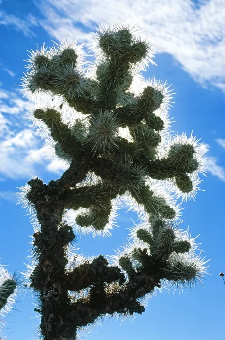 Framed Print : Blue Cactus. Creator: Robert Manno Framed Print : Blue Cactus. Creator: Robert Manno