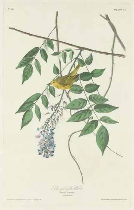 Framed Print : Blue-eyed Yellow Warbler, 1830. Creator: Robert Havell Framed Print : Blue-eyed Yellow Warbler, 1830. Creator: Robert Havell