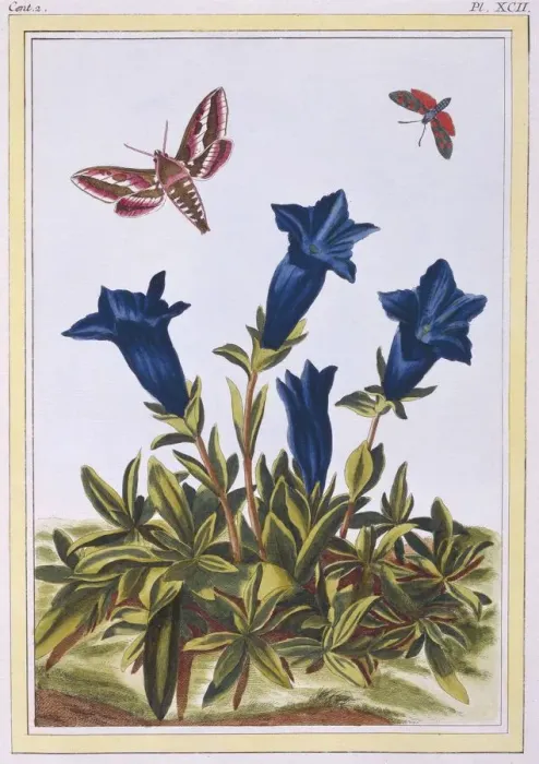 Framed Print : Blue Gentian (Trumpet Flower), pub. 1776. Creator: Pierre Joseph Buchoz (1731-1807) Framed Print : Blue Gentian (Trumpet Flower), pub. 1776. Creator: Pierre Joseph Buchoz (1731-1807)