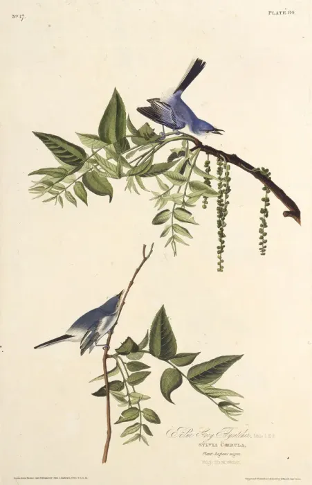 Framed Print : The blue-gray gnatcatcher. From The Birds of America, 1827-1838. Creator: Audubon Framed Print : The blue-gray gnatcatcher. From The Birds of America, 1827-1838. Creator: Audubon