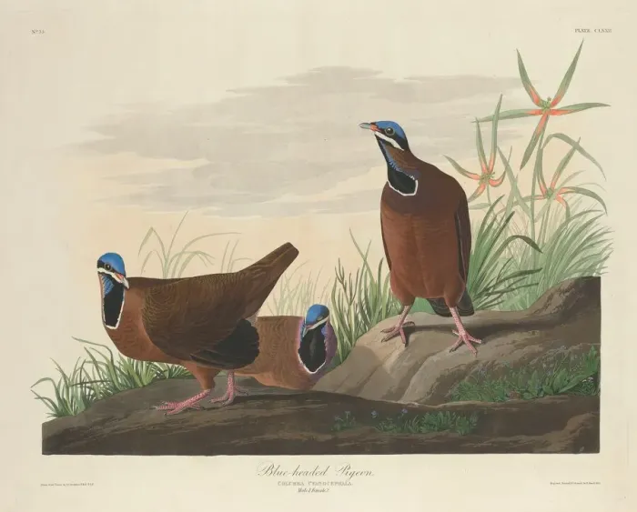 Framed Print : Blue-headed Pigeon, 1833. Creator: Robert Havell Framed Print : Blue-headed Pigeon, 1833. Creator: Robert Havell