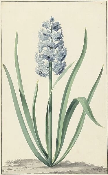 The blue hyacinth Franciscus Primus, 1762. Creator: Jan Augustini