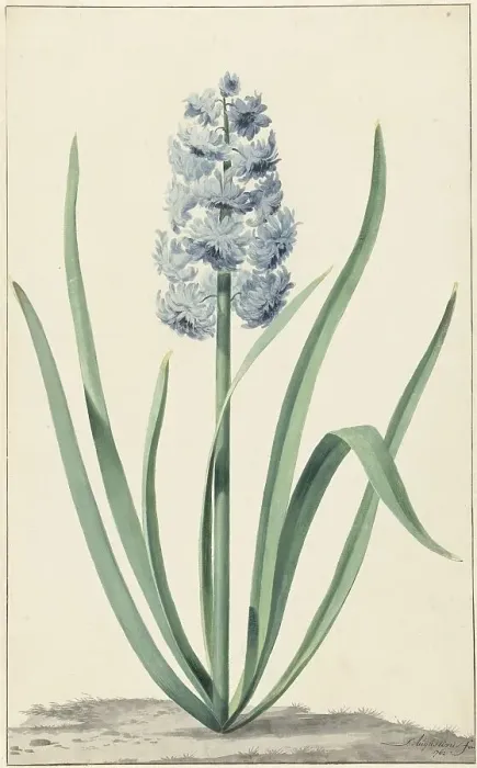 Framed Print : The blue hyacinth Franciscus Primus, 1762. Creator: Jan Augustini Framed Print : The blue hyacinth Franciscus Primus, 1762. Creator: Jan Augustini