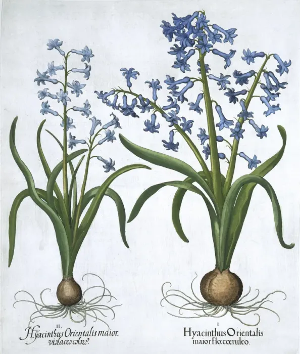 Framed Print : Two blue hyacinths, 1613 Framed Print : Two blue hyacinths, 1613