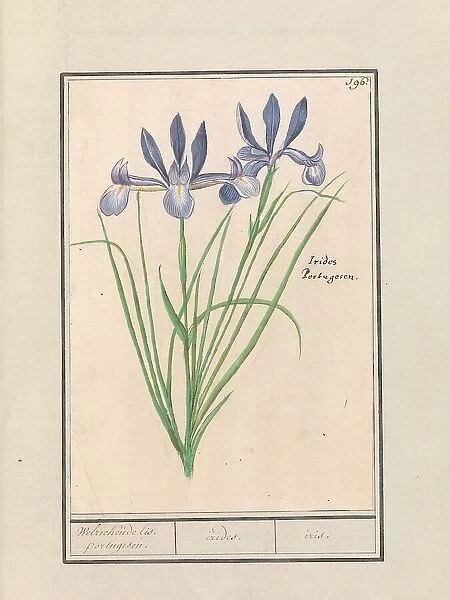 Blue Iris (Iris sibirica), 1596-1610. Creators: Anselmus de Boodt, Elias Verhulst